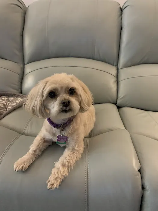Animal Hospital at Brier Creek 2