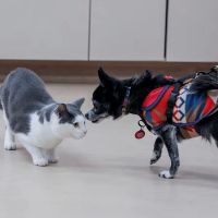 Raleigh-Durham Veterinary Hospital ico