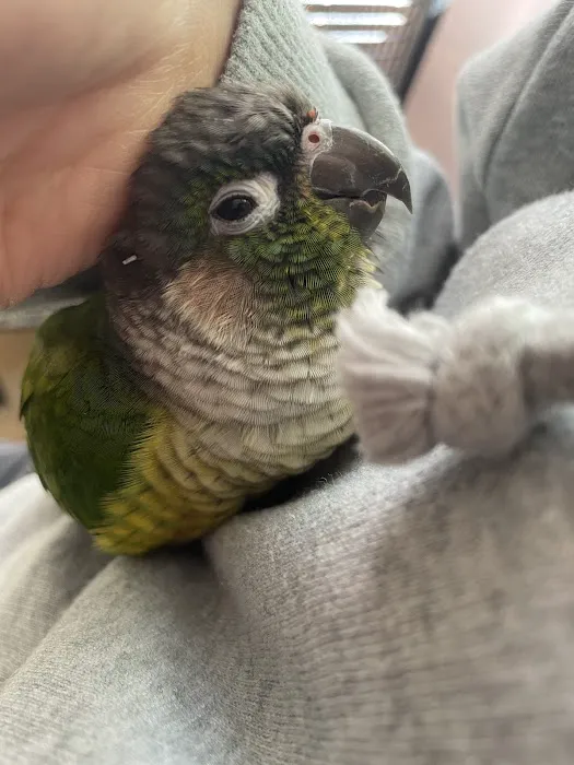 Avian and Exotic Animal Care 1