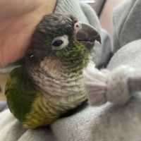 Avian and Exotic Animal Care ico