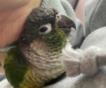 Avian and Exotic Animal Care