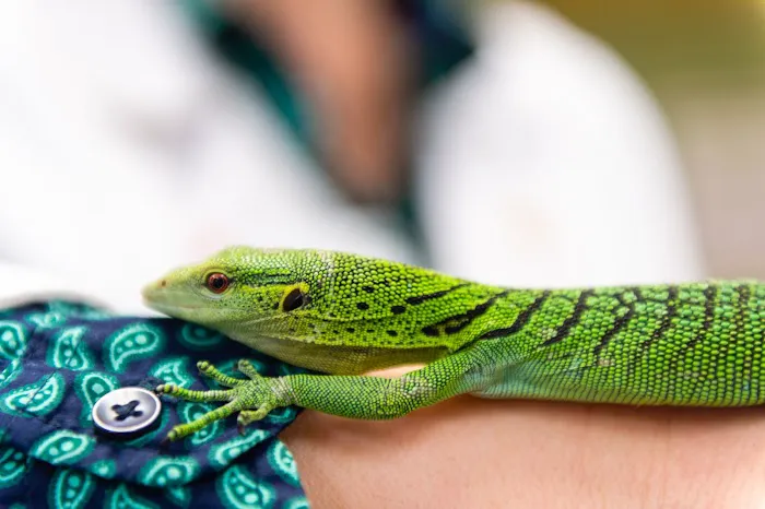 Avian and Exotic Animal Care 3
