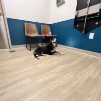 Truss Vet - Veterinary Urgent Care ico