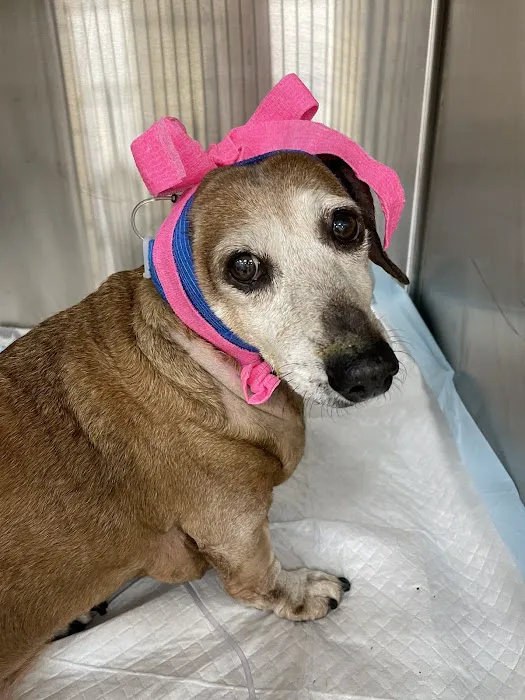 Truss Vet - Veterinary Urgent Care 2