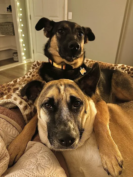 Gentle Care Animal Hospital at Tryon 6