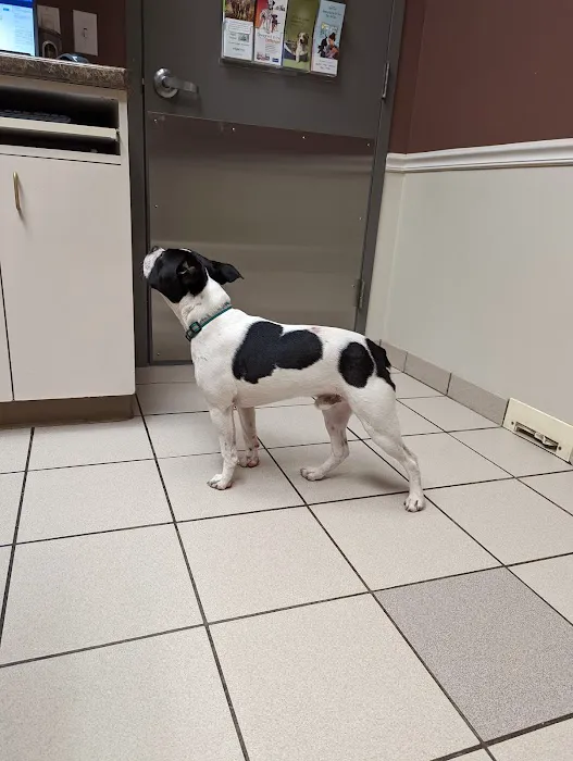 Gentle Care Animal Hospital at Tryon 2