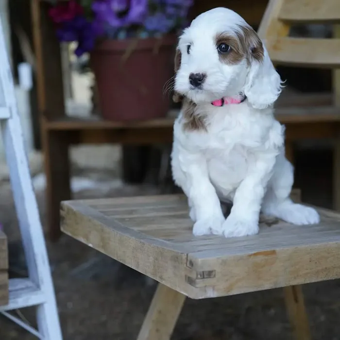 Gentle Care Animal Hospital at Tryon 8
