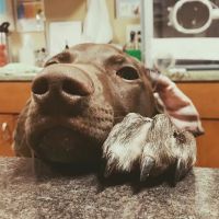 Middle Creek Veterinary Hospital & Exotic Animal Clinic ico
