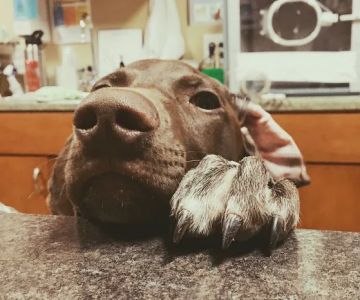 Middle Creek Veterinary Hospital & Exotic Animal Clinic
