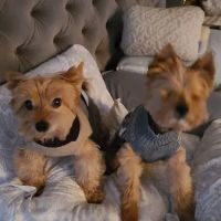 Brookwood Veterinary Clinic ico