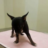 Vetco Total Care Animal Hospital ico