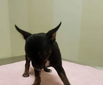Vetco Total Care Animal Hospital