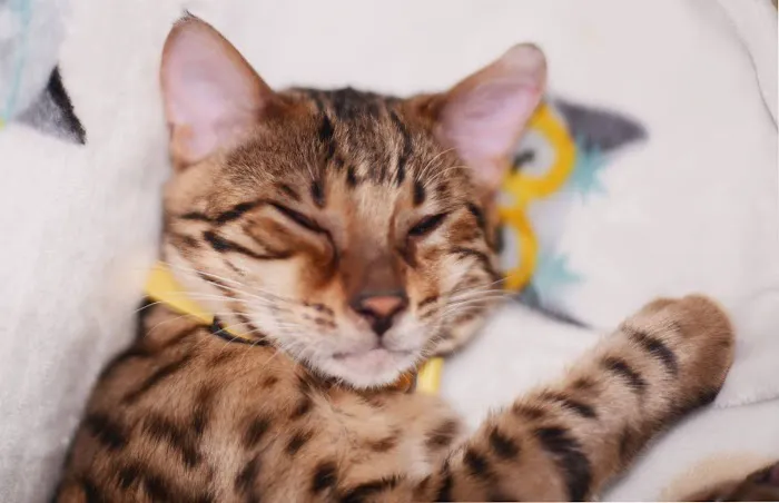 Vetco Total Care Animal Hospital 3
