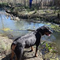 Nc Veterinary Medical Board ico