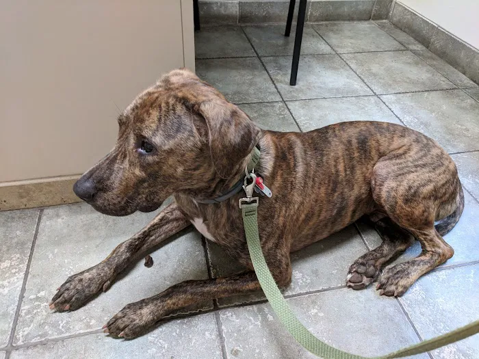 Crossroads Veterinary Hospital 4