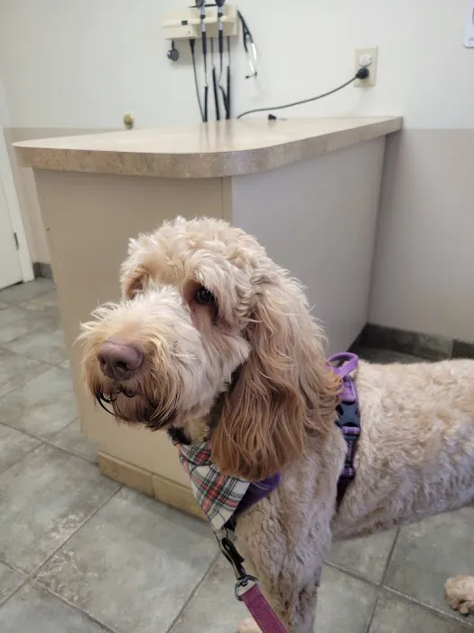 Crossroads Veterinary Hospital 10