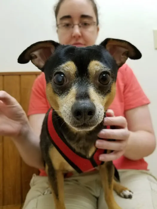 Cary Veterinary Hospital 4