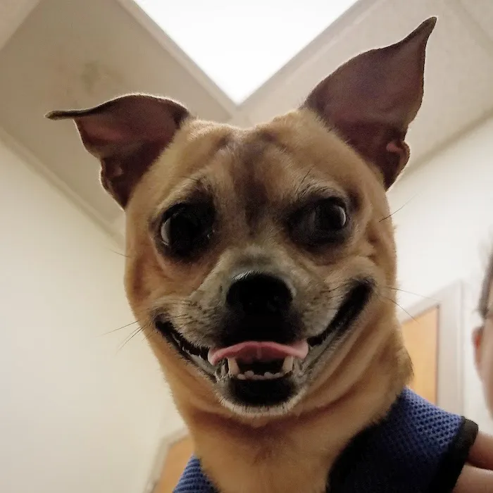 Cary Veterinary Hospital 5