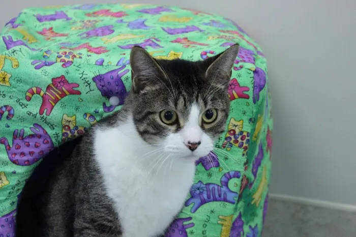 Cary Veterinary Hospital 1