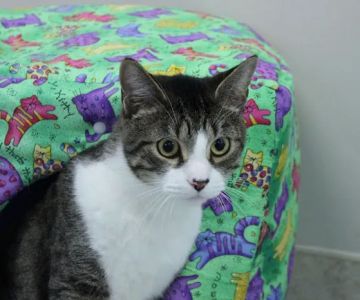 Cary Veterinary Hospital