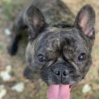 Tarheel Veterinary Surgical Specialists ico
