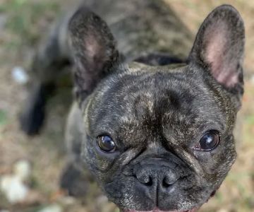 Tarheel Veterinary Surgical Specialists