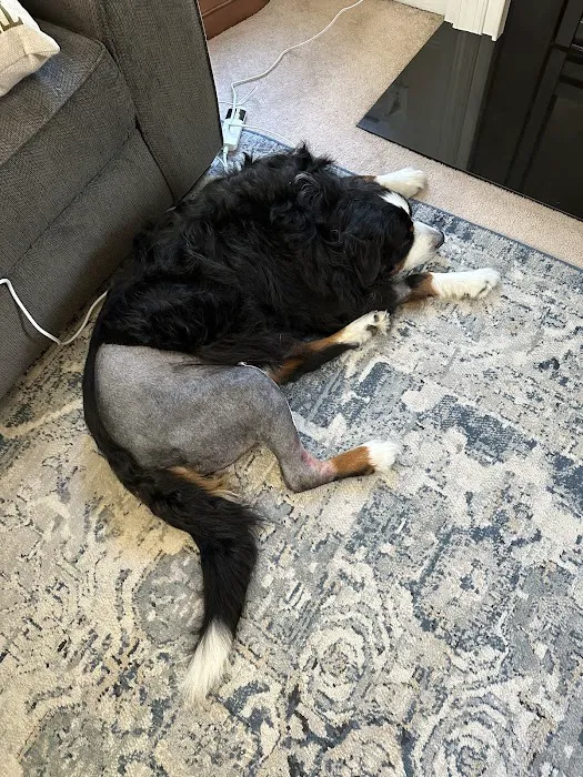 Tarheel Veterinary Surgical Specialists 2