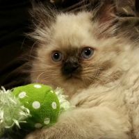 Southern Oaks Animal Hospital ico