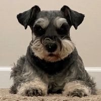 Family Pet Animal Hospital ico