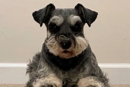 Family Pet Animal Hospital