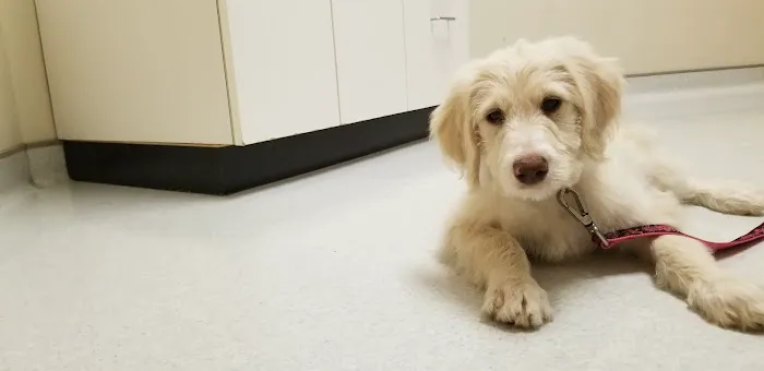 Cleveland School Animal Hospital 2