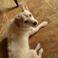 Cleveland School Animal Hospital ico