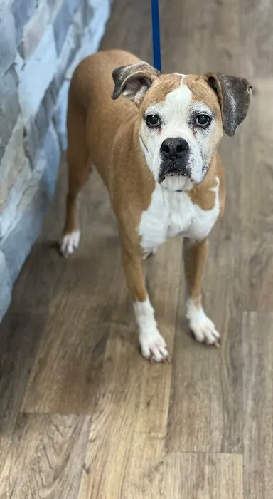 Amelia Grace Animal Hospital 2