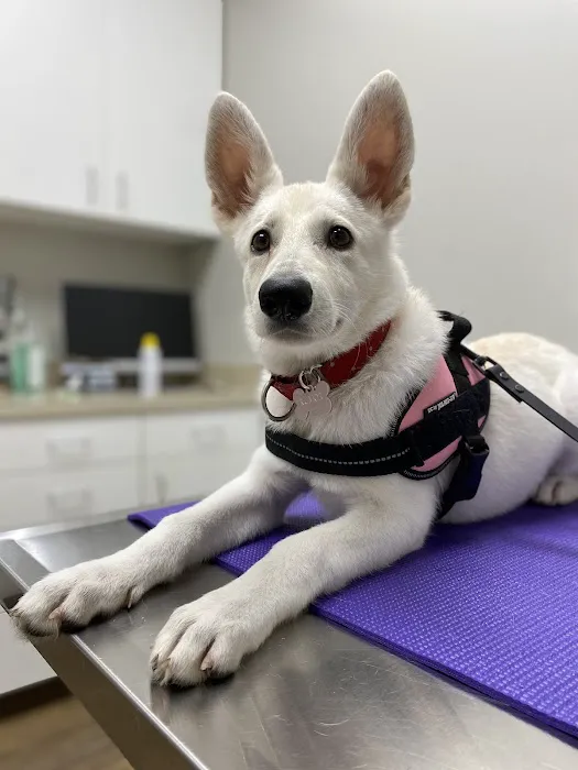 Amelia Grace Animal Hospital 10