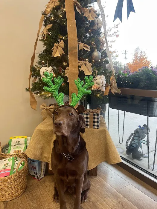 Amelia Grace Animal Hospital 6
