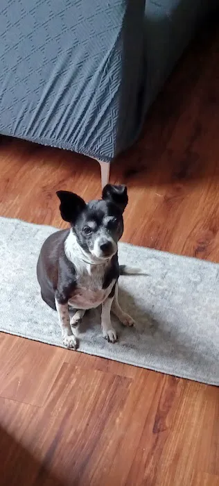 VetIQ Petcare 1