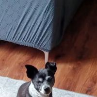 VetIQ Petcare ico