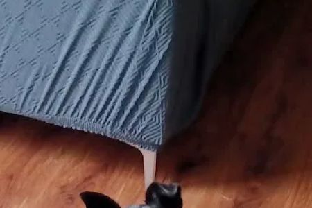 VetIQ Petcare