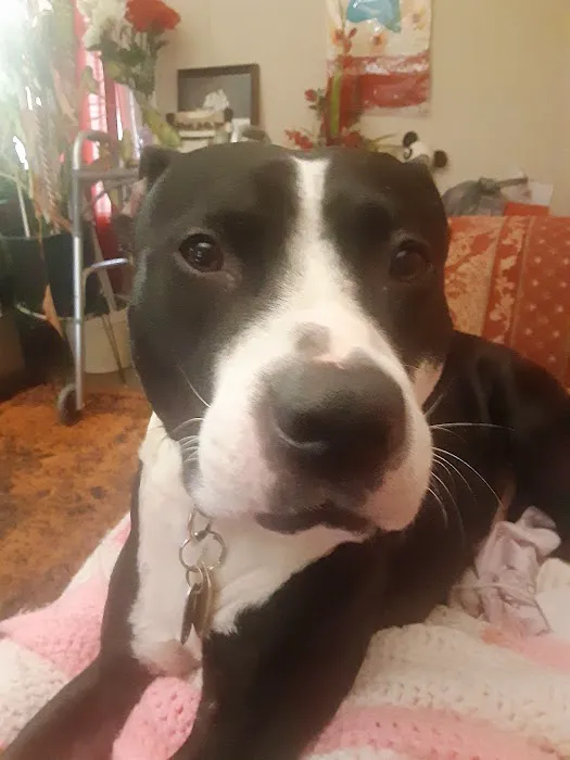 VetIQ Petcare 10