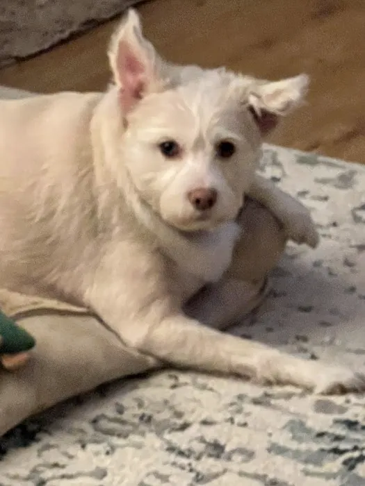VetIQ Petcare 7