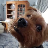 Banfield Pet Hospital ico