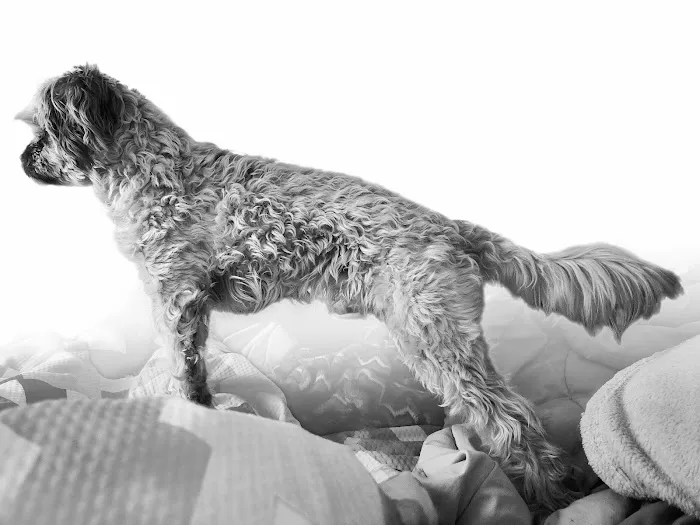 Banfield Pet Hospital 2