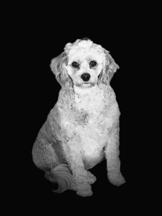 Banfield Pet Hospital 4