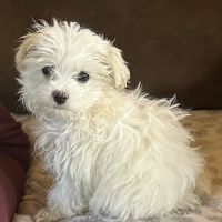 Clayton Animal Hospital ico