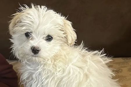 Clayton Animal Hospital