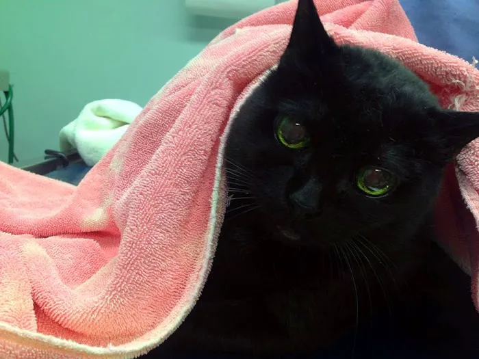 Clayton Animal Hospital 7