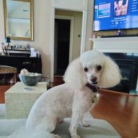 Robinson Animal Hospital ico
