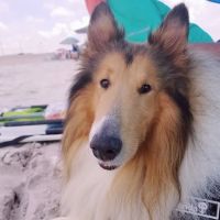 Stonewater Veterinary Hospital ico