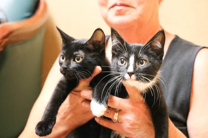 Willowrun Veterinary Hospital 12