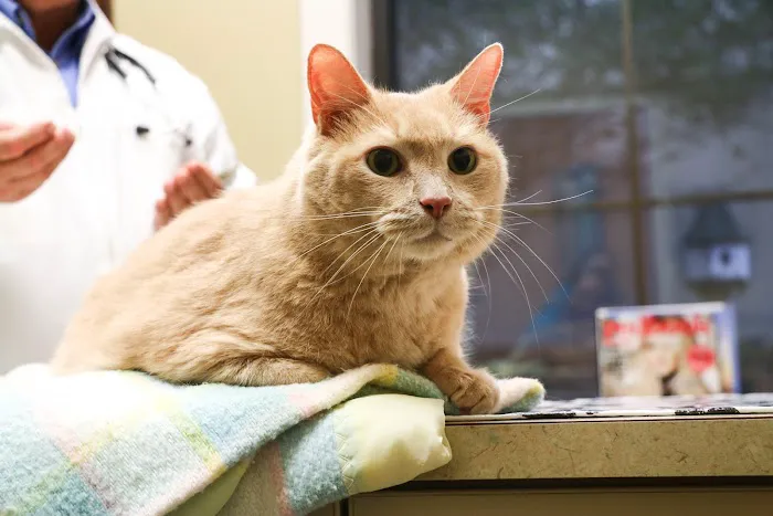 Willowrun Veterinary Hospital 12